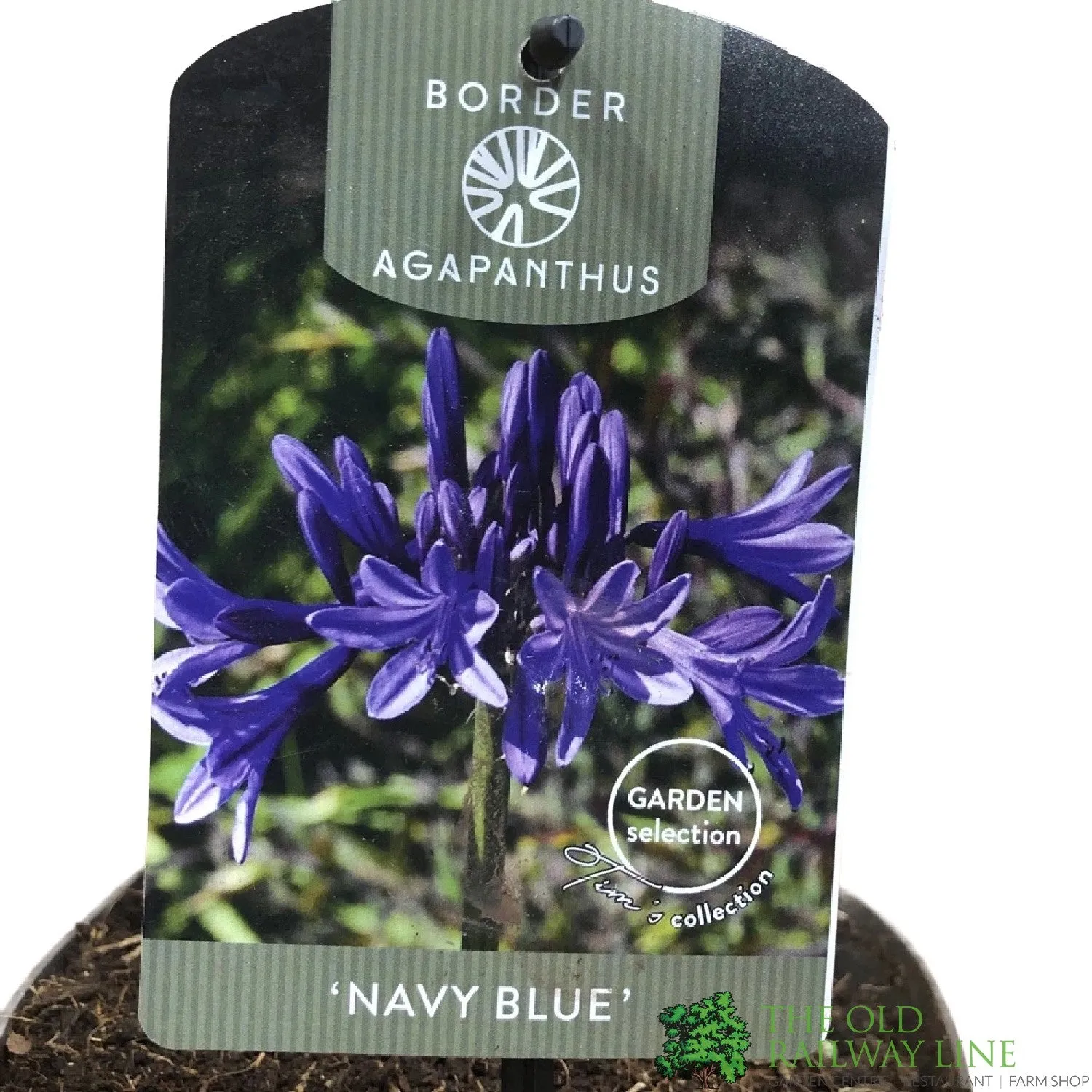 Agapanthus 'Navy Blue' 2Ltr Pot