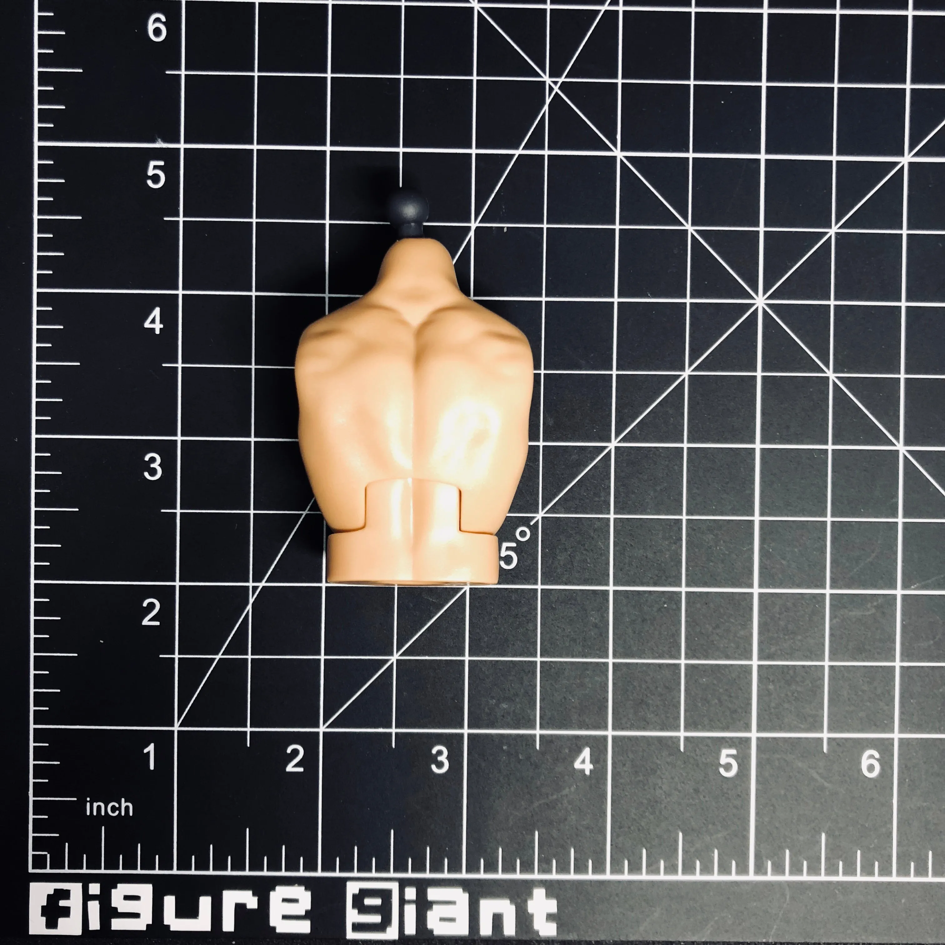 Barrel Chested Torso (C)