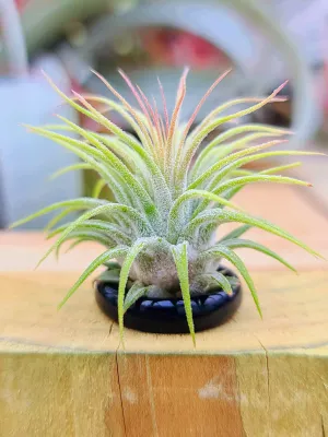 Black Ring Holder w/ Air Plant