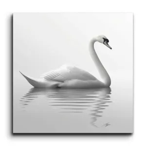 Graceful Swan on Tranquil Waters