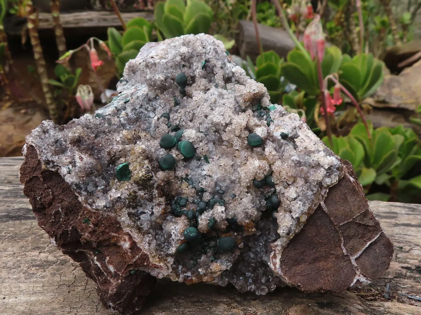 Natural Rare Ball Malachite On Drusi Quartz & Dolomite Matrix  x 1 From Kambove, Congo
