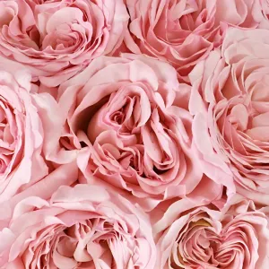 Valentine's Cherub Garden Roses
